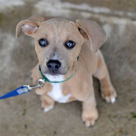 waynesville animal shelter mo|dog adoption asheville nc.